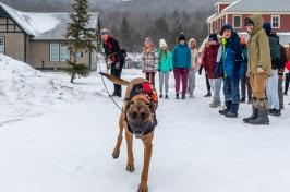 Search-and-rescue dog runs toward the camera in the snow as school children look on